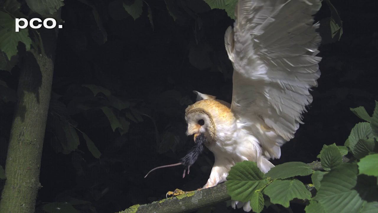 Owls - in slow motion
