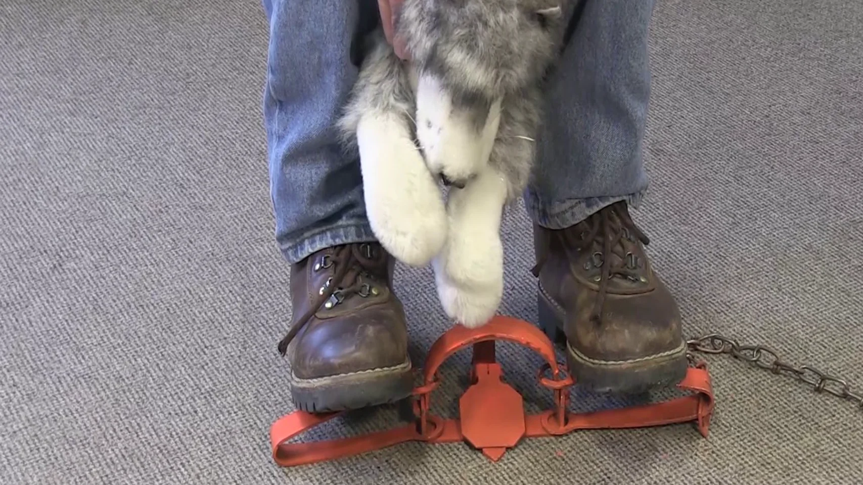 How to Release a dog from a bodygrip trap (also known as a Conibear Trap)  on Vimeo