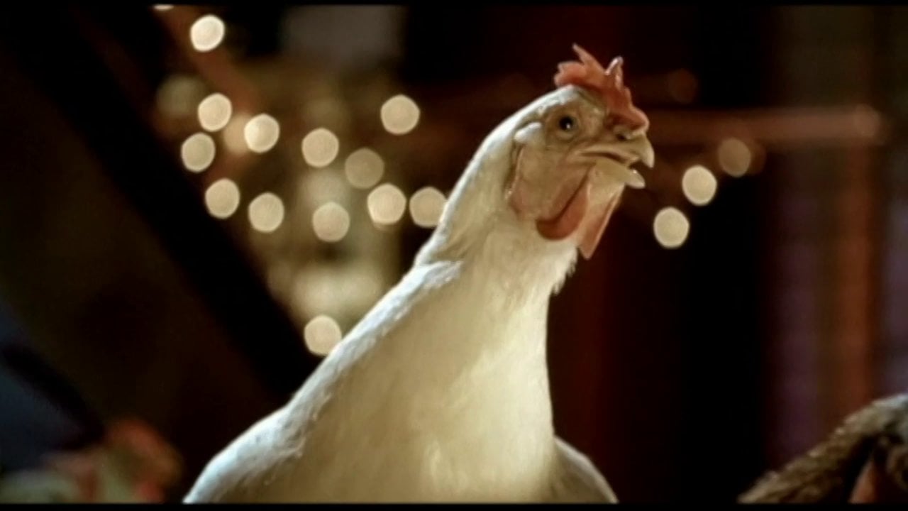 Egg Innovations "Wild & Free"