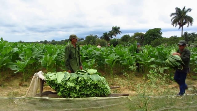 Growing, Drying & Smoking Tobacco, Finca Montesino, Pinar del Río, Cuba