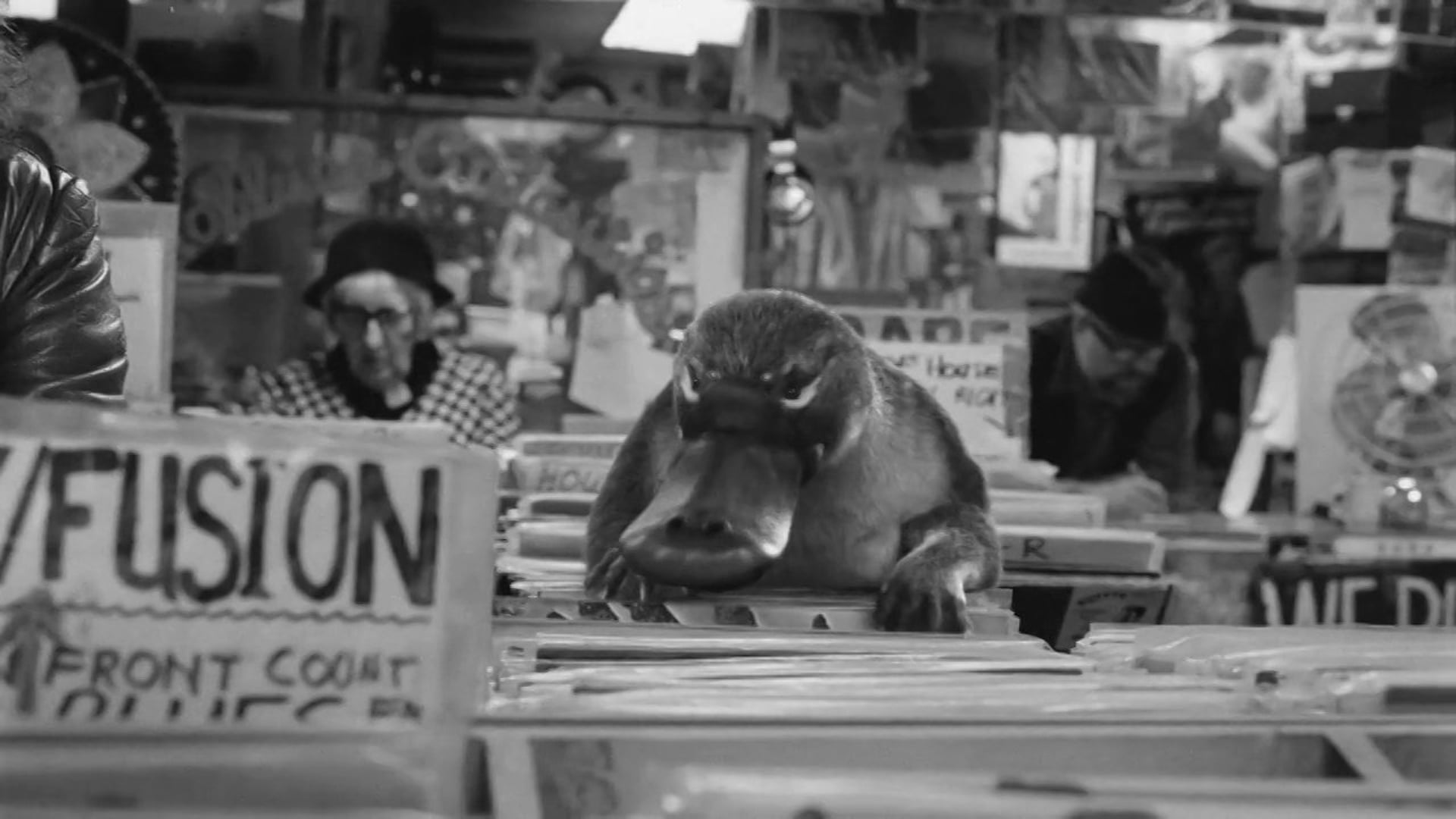 FIRST DIRECT  Barry the Platypus
