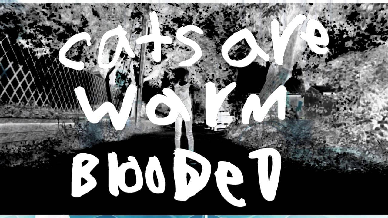 Preview Cats Are Warm Blooded on Vimeo