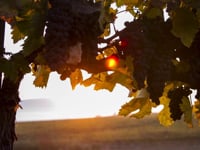 wine article The Yakima Wine Region Soul of the Vine