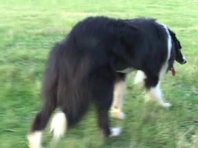 border collie is ill with infectious disease