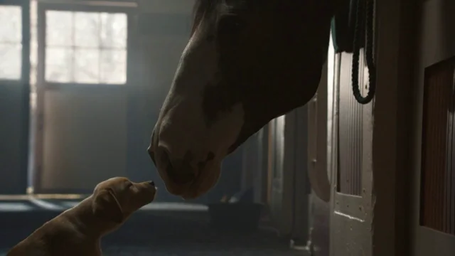 Budweiser, Clydesdales coming back to Super Bowl 56