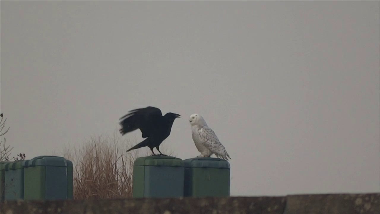 A Conversation Between Two Birds On A Golf Course On Vimeo