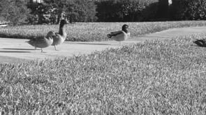 Time-Based Media - Ai Jacksonville