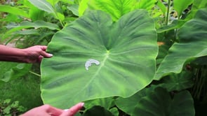 Alexandros Pissourios