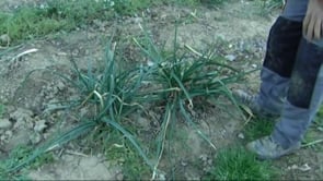 Creix el consum de calçots ecològics 
