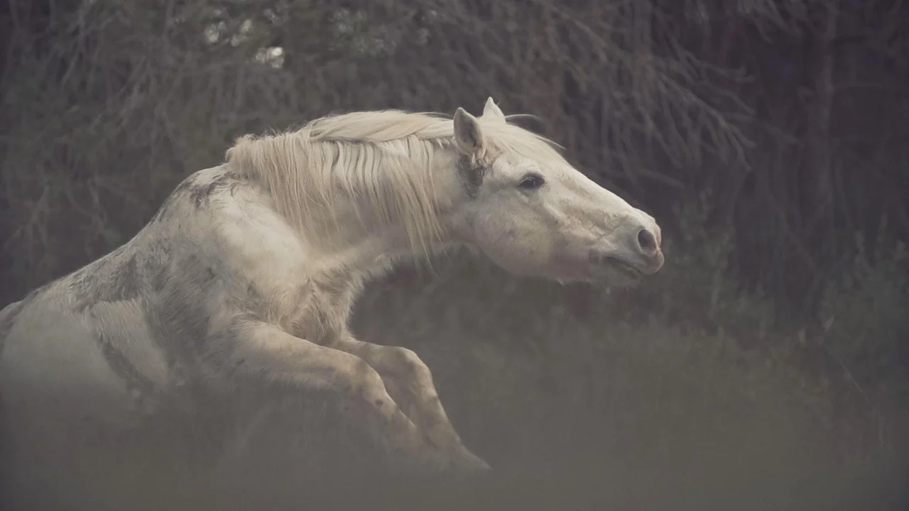 Horse voice. Ржание лошади звук. Голос коня.