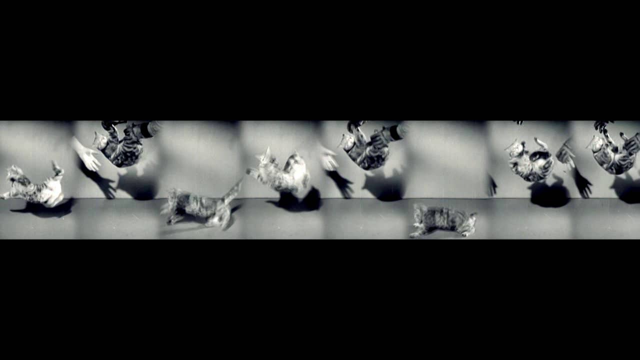 Wave Pendulum of Falling Cats on Vimeo