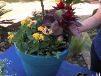 Container Gardening