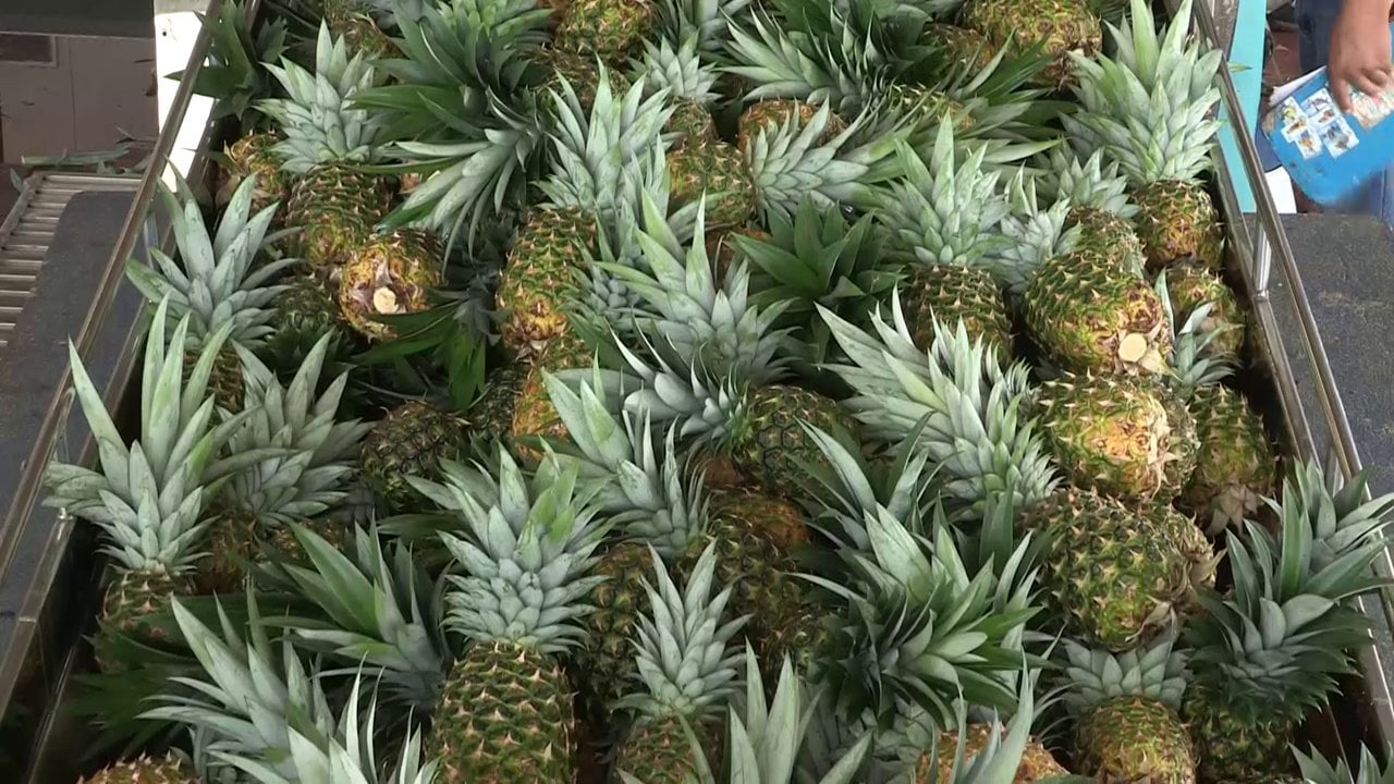Modul Ananas EN on Vimeo