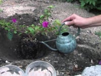 Watering New Plants