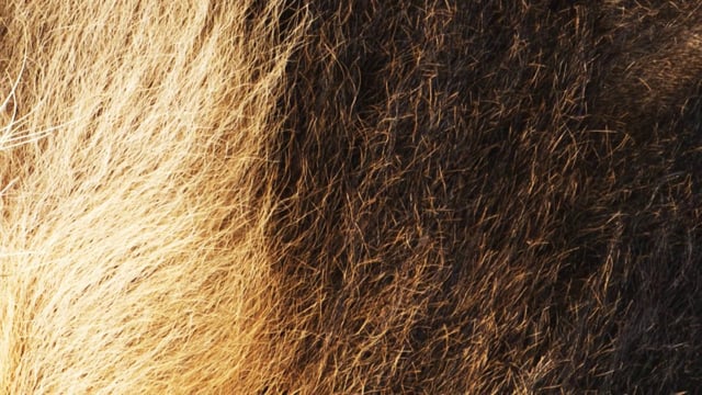 HVOB - LION thumbnail