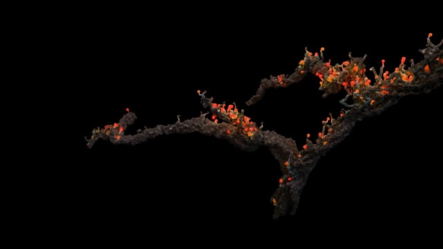 Abstract Branch | Visual Lab