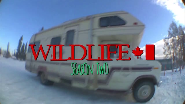 Wildlife Season 2!