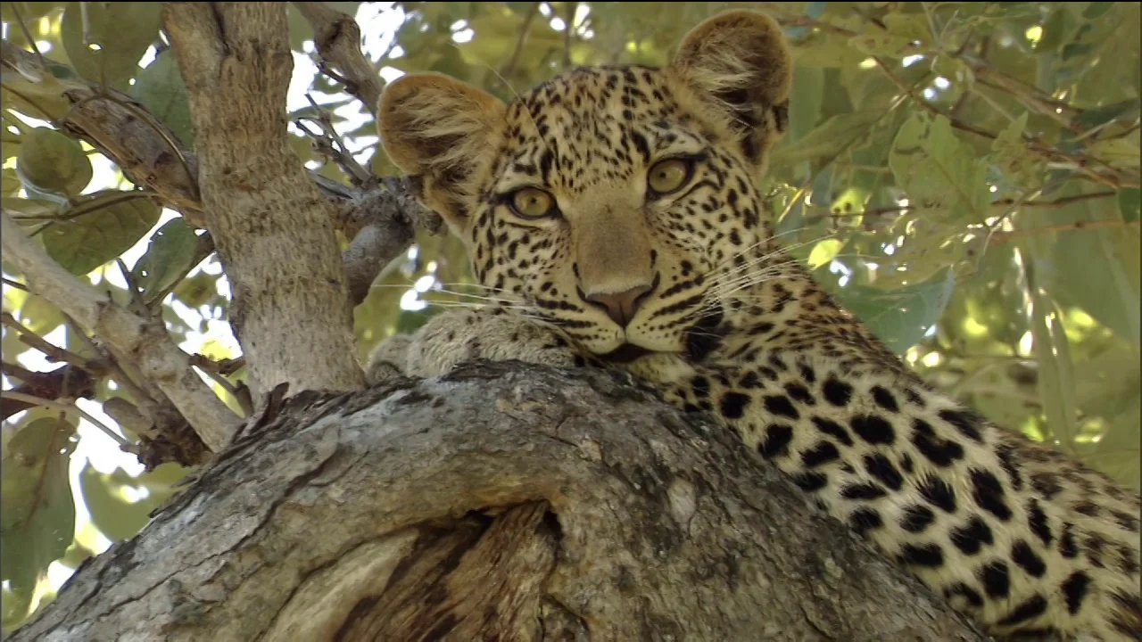 Watch Eye of the Leopard Online | Vimeo On Demand on Vimeo