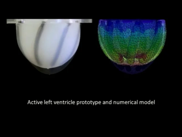 Cornell Develops Foam Artificial Heart