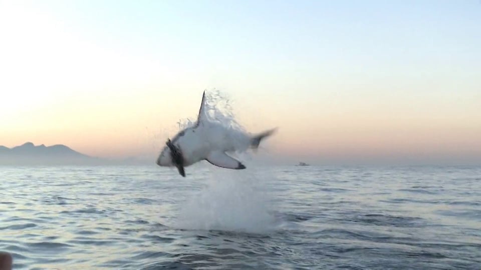 HIGH VELOCITY GREAT WHITE SHARK ATTACK OF A SEAL DECOY
