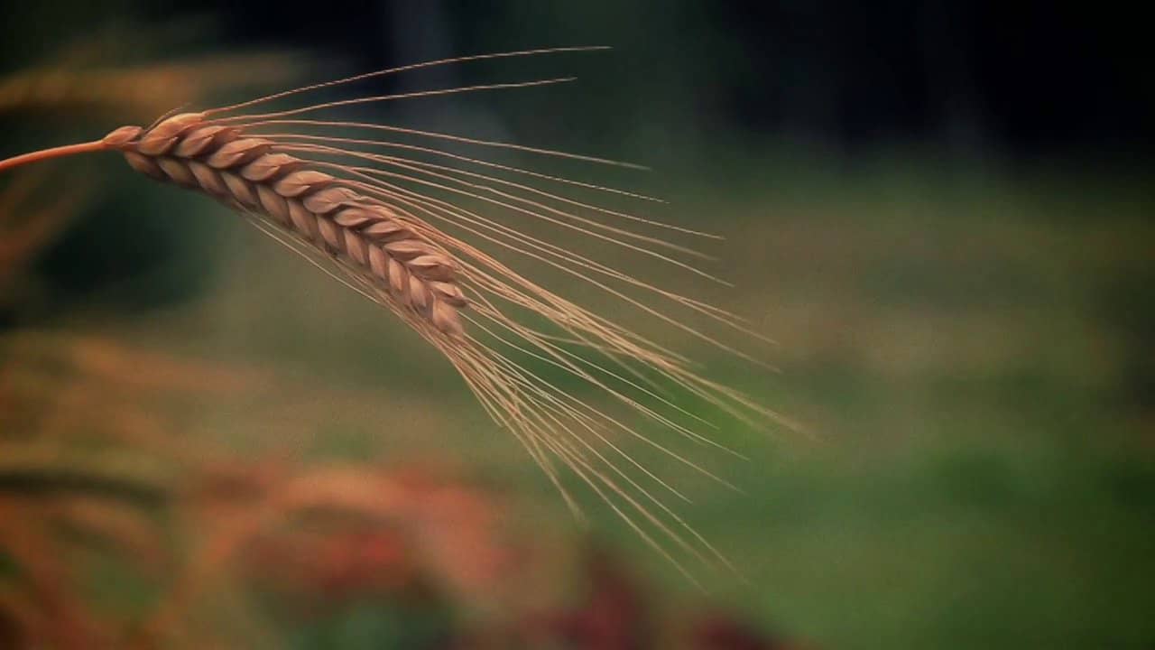 The Gift 2014 Real Food Media Contest Winner on Vimeo