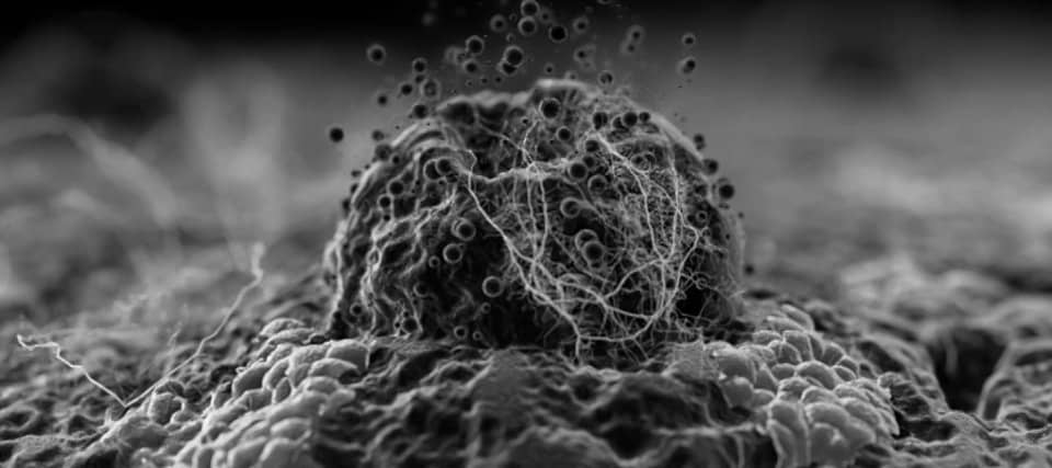 Cell surface transport (excerpt) showing scanning electron microscope ...