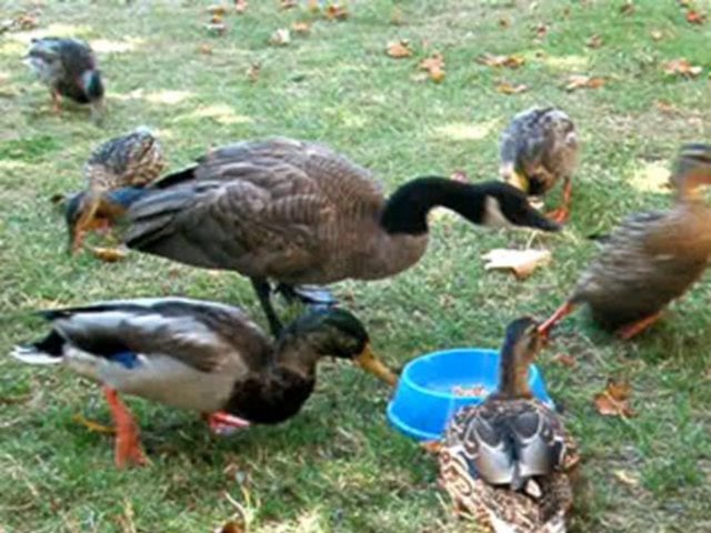 Feeding Time on Vimeo