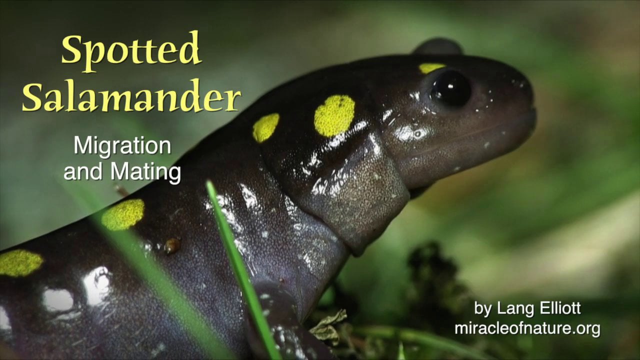 Spotted Salamander: Migration & Mating On Vimeo