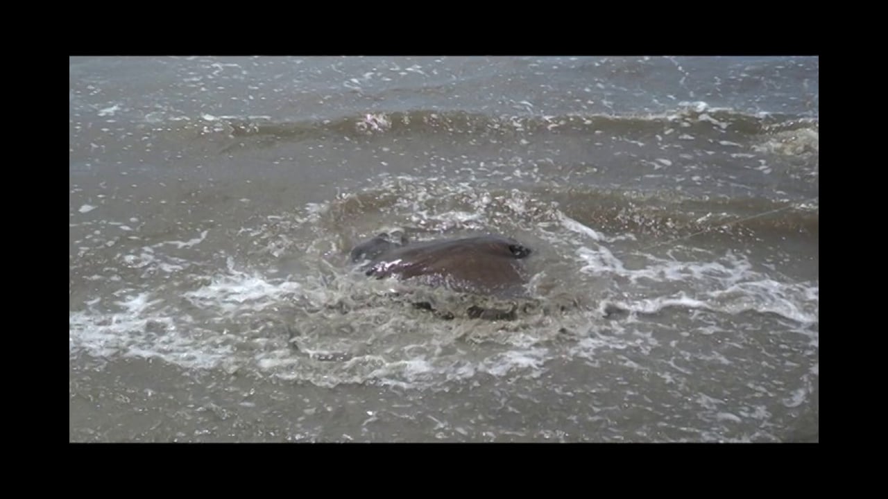 Stingray