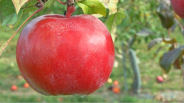 Champlain Orchards