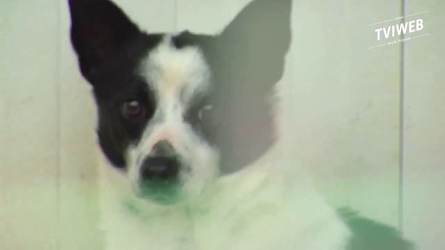 CANI E GATTI ABBANDONATI IN AUMENTO PER COLPA DELLA CRISI