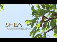Shea: The Light of West Africa (10:00)