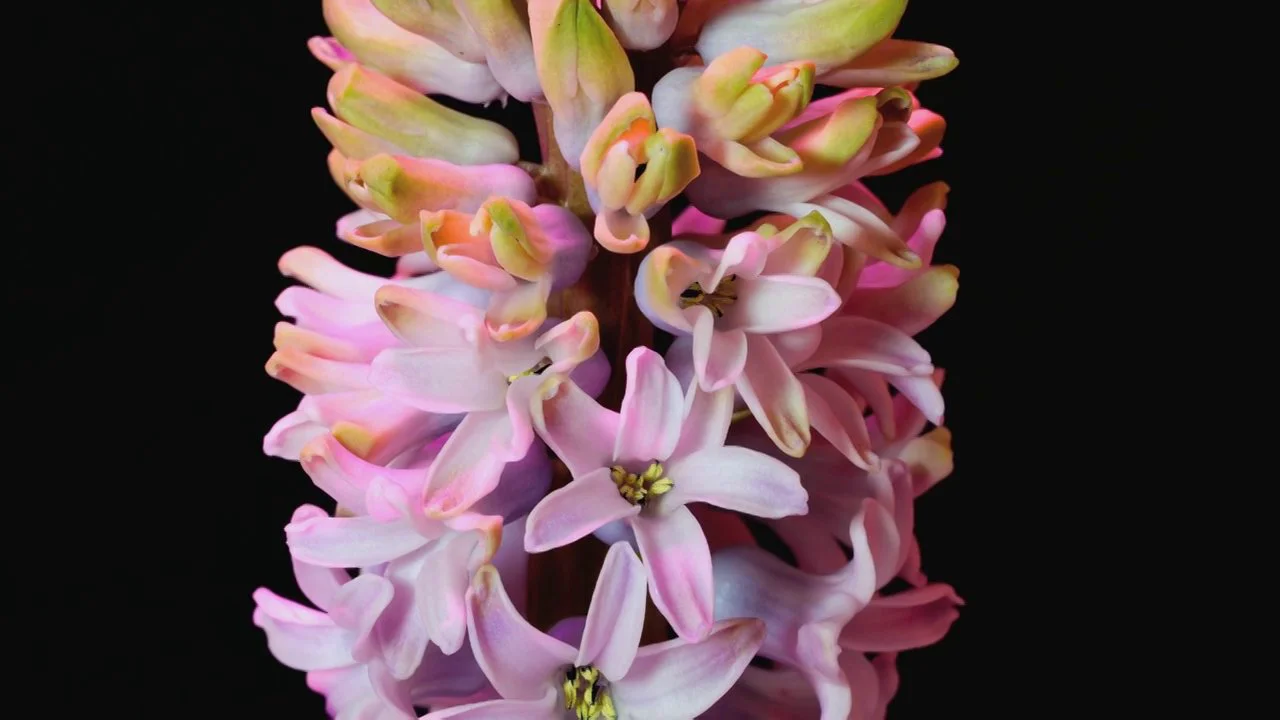 Flowers in Motion on Vimeo