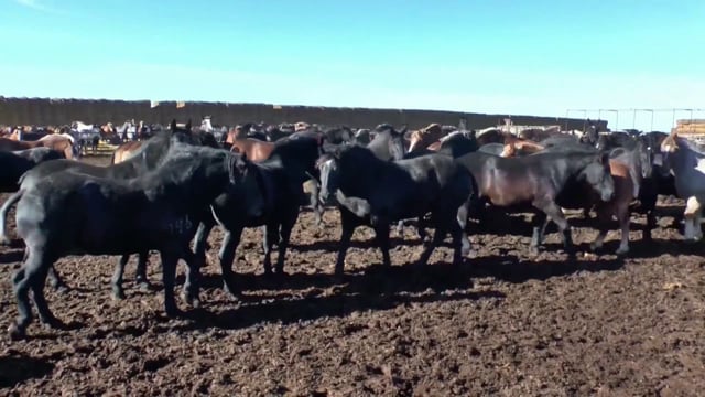 Intensief Gevangene kloof Heling vlees van gestolen Argentijnse slachtpaarden - Animals Today