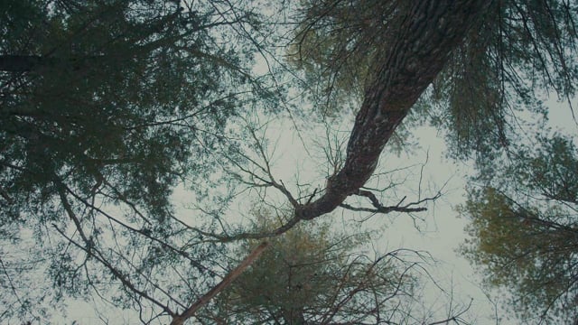 Pillar Point - Dreamin' thumbnail