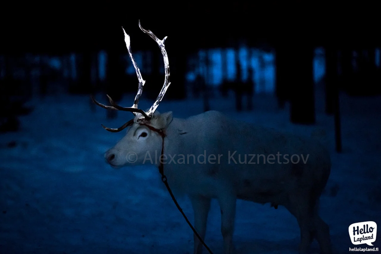 Reindeer horn ice fishing rod  Laplander's Natural Lore Blog