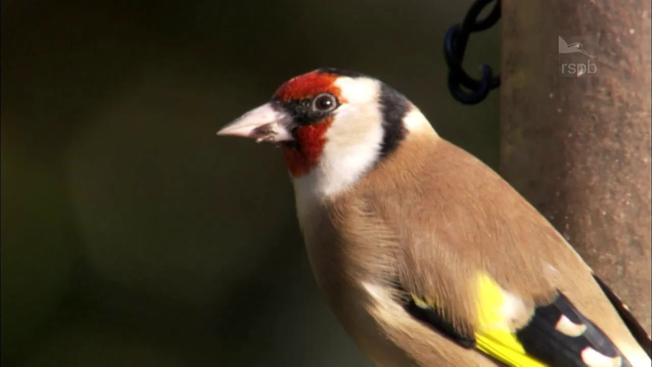 Goldfinch on Vimeo