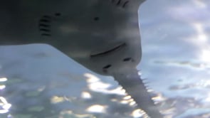 Sawfish survival