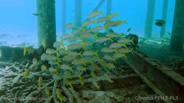 Backscatter Best Underwater Compact Cameras 2012 - Olympus PEN E-PL3