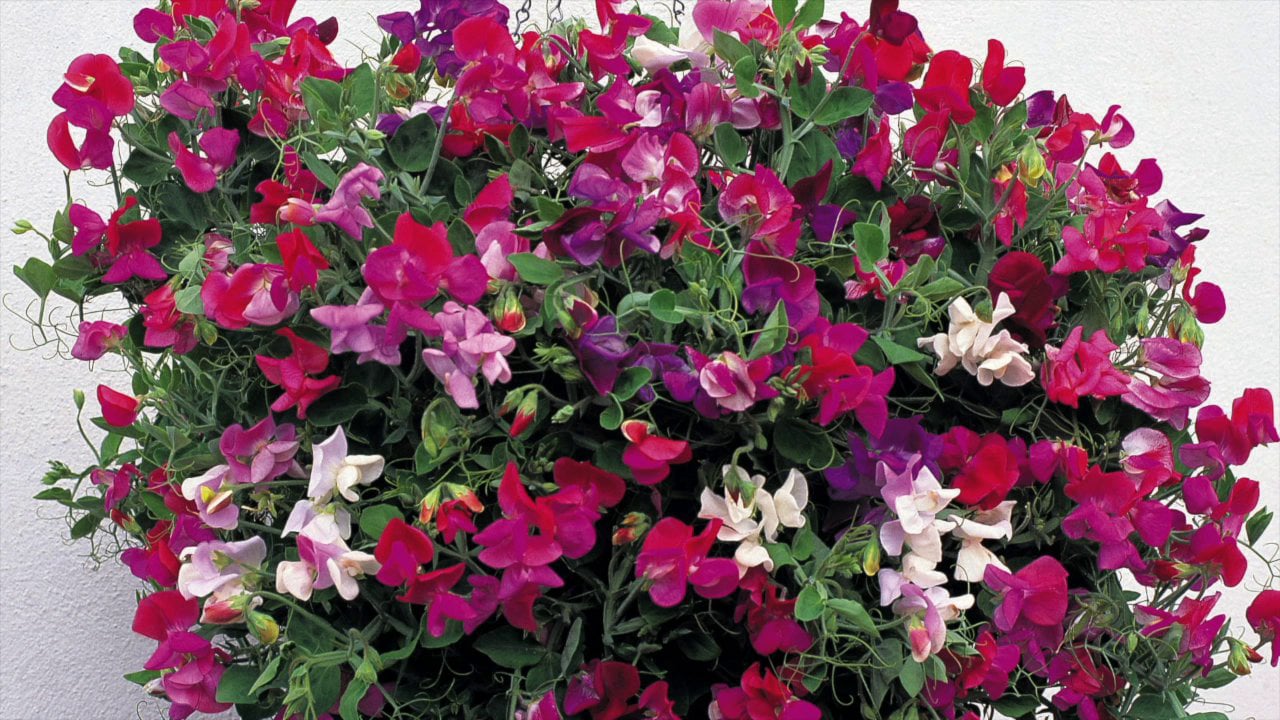 YGVT 400091 Trailing Sweet Pea Fragrant Trails on Vimeo