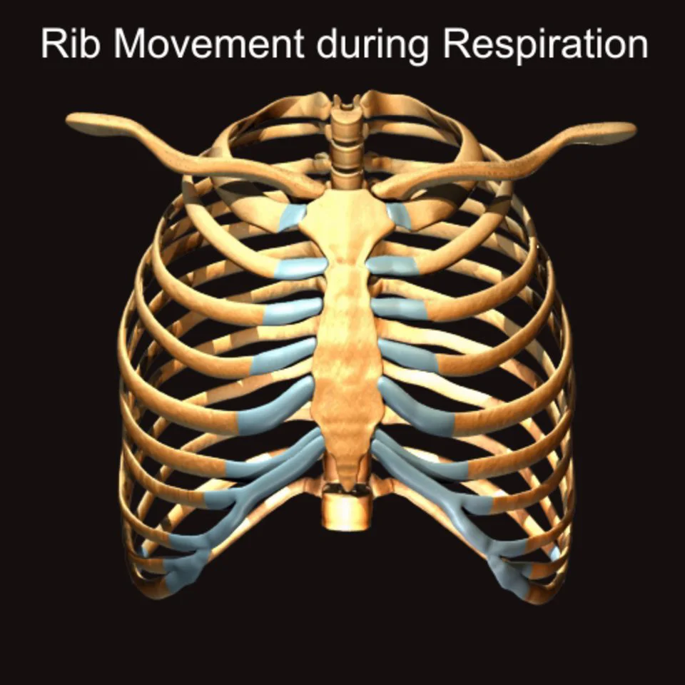 Breathing Rib Movement on Vimeo