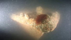 The shipwreck 