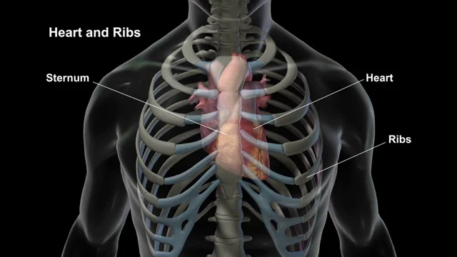 human ribs and heart