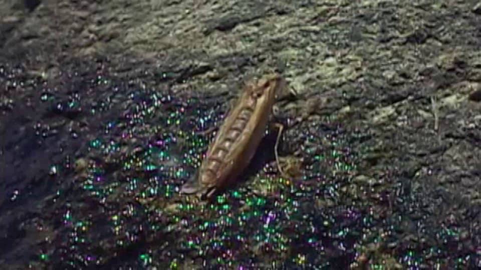 Caddisfly Lifecycle Video on Vimeo