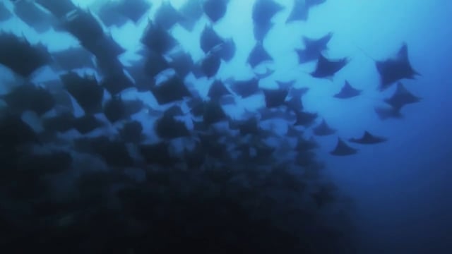 Journey to the Sea of Cortez - Trailer