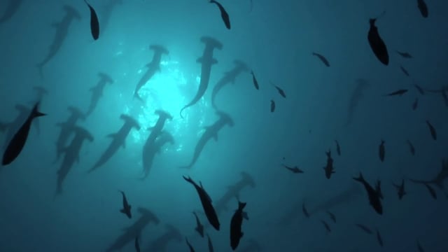GALAPAGOS - Realm of Giant Sharks Trailer