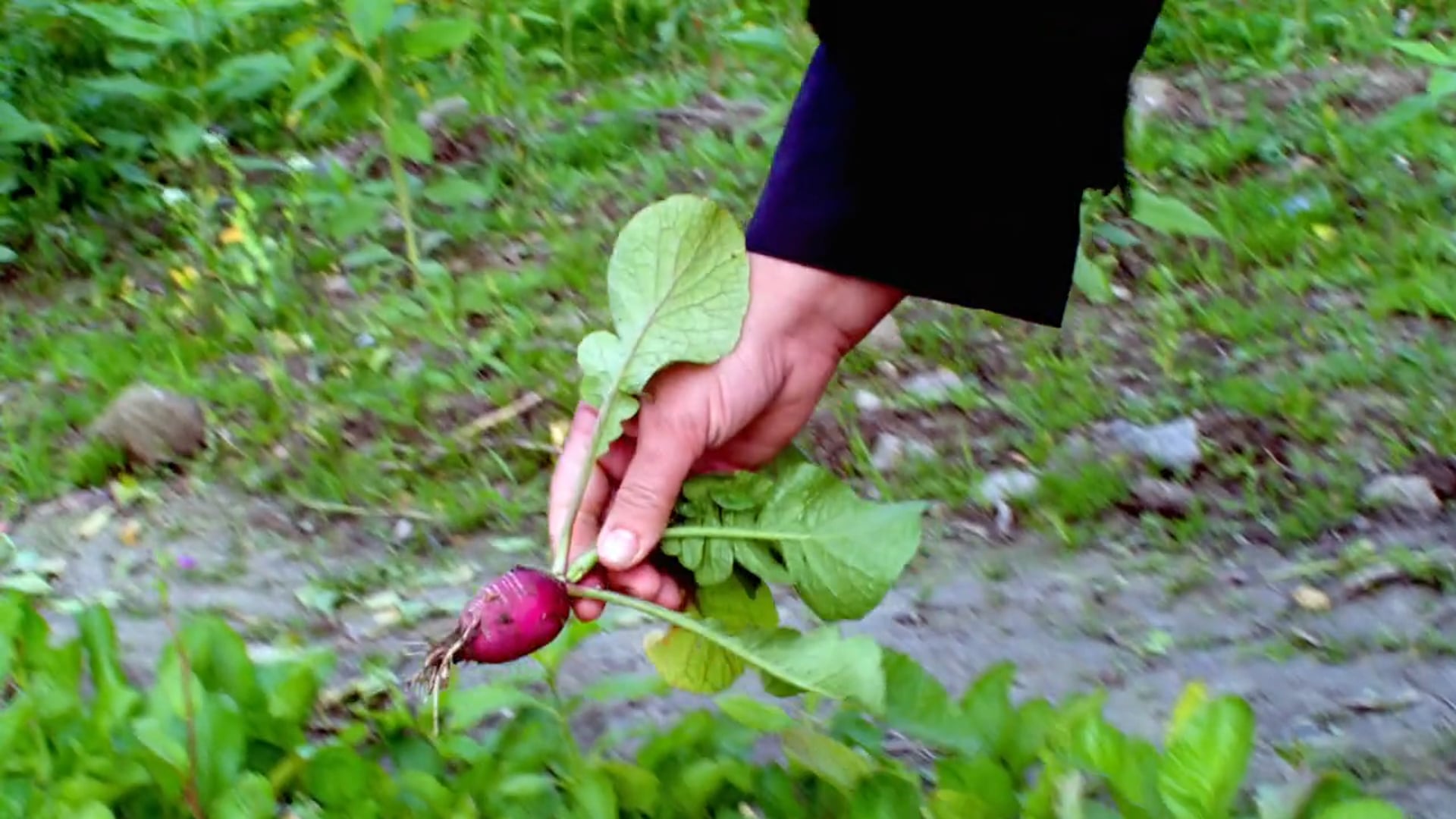 Eko08: Altez Ecofarm at Hasta Gard