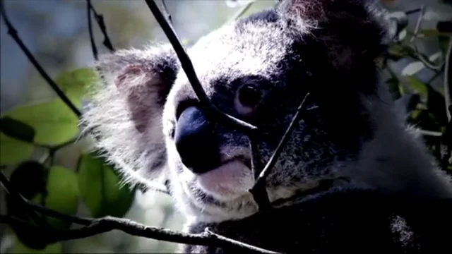 meet-the-koalas-nat-geo-wild-on-vimeo