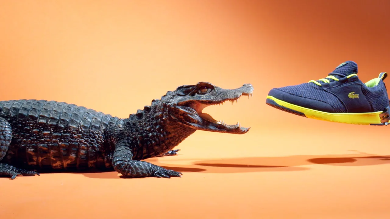 Lacoste and outlet crocodile