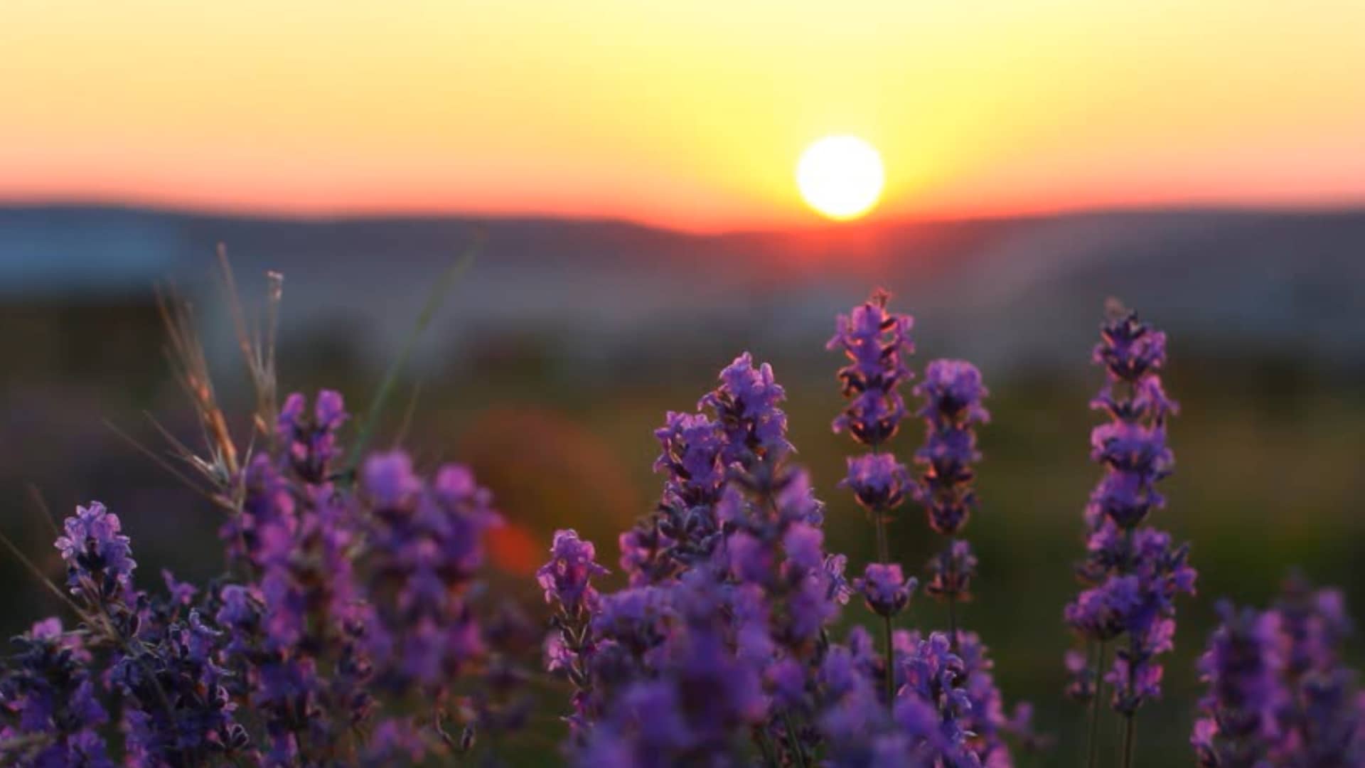 What is holy week on vimeo